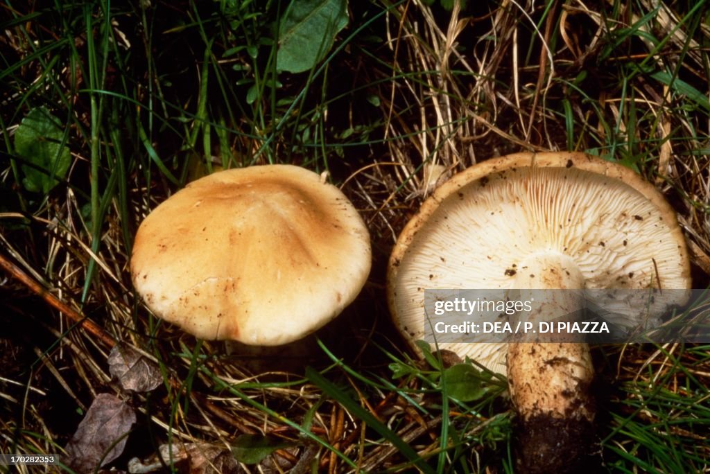 Two examples of St George's mushroom