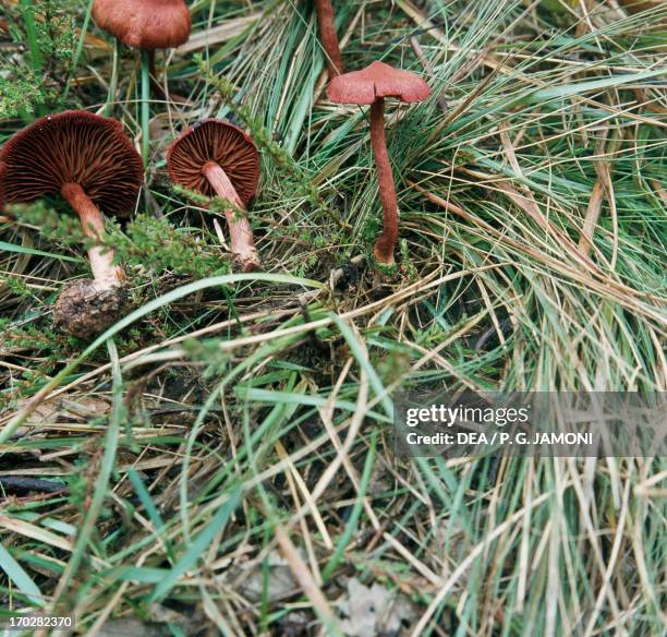 Red Banded Webcap 127 Cortinariaceae Stock Photos, High-Res Pictures, and Images - Getty ...