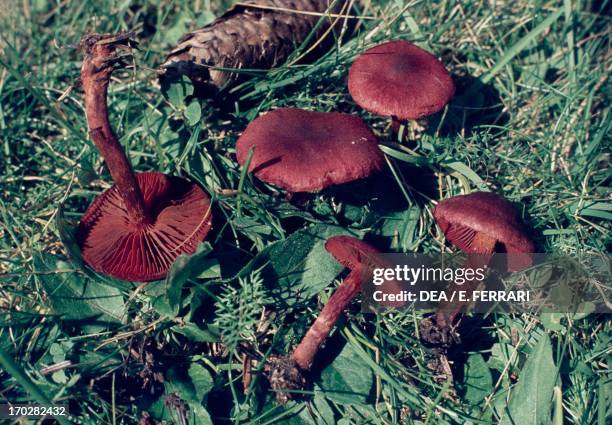 Red Banded Webcap Webcap Photos and Premium High Res Pictures - Getty Images