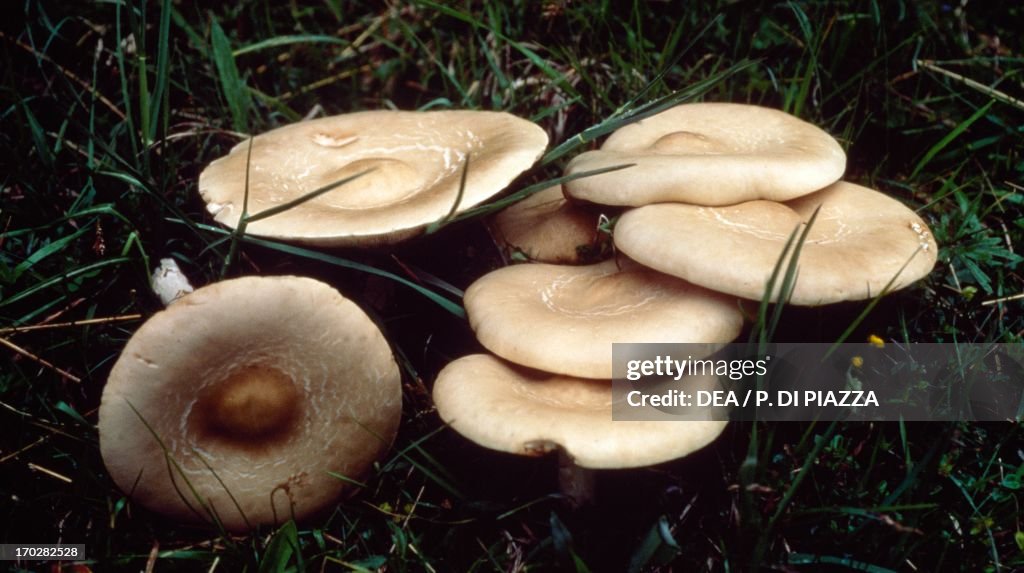 Tricholoma cnista or Melanoleuca evenosa