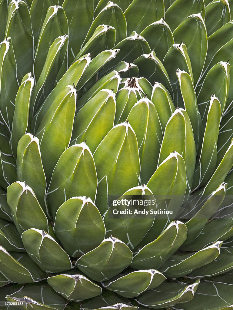 Agave Victoriae Reginae