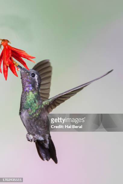 purple-throated mountain-gem hummingbird male feeding on flower - purple throated mountain gem stock pictures, royalty-free photos & images