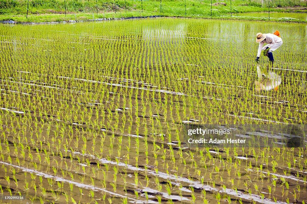 Japanese Rice Worker A Farmer Working In A Rural Rice Field In Japan High-Res Stock Photo ...