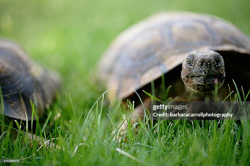 Desert tortoise