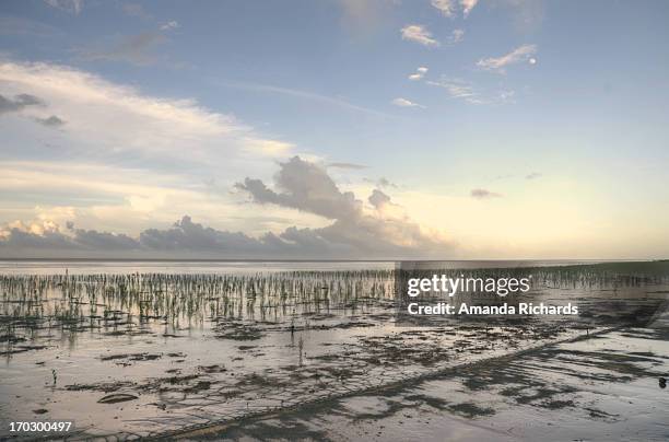 mangroves - guyana stock pictures, royalty-free photos & images