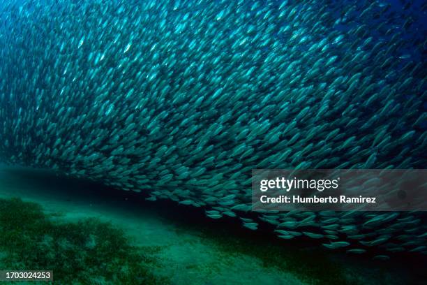 false herring school. - blue runner fish stock pictures, royalty-free photos & images