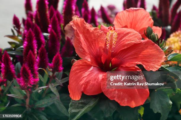Coxcomb Coxcomb Style Photos and Premium High Res Pictures - Getty Images