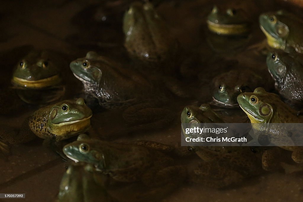 Singapore's Only Frog Farm Experiences Sales Boom