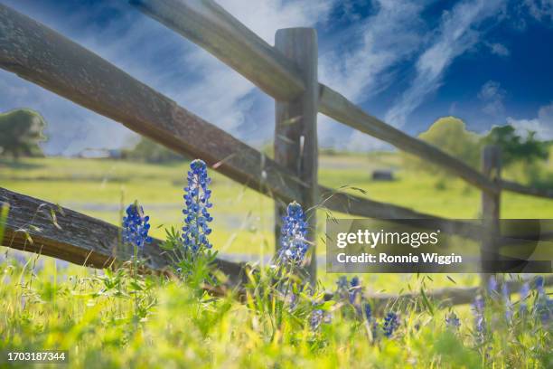 bluebonnets at the wood fence - texas bluebonnet stock-fotos und bilder