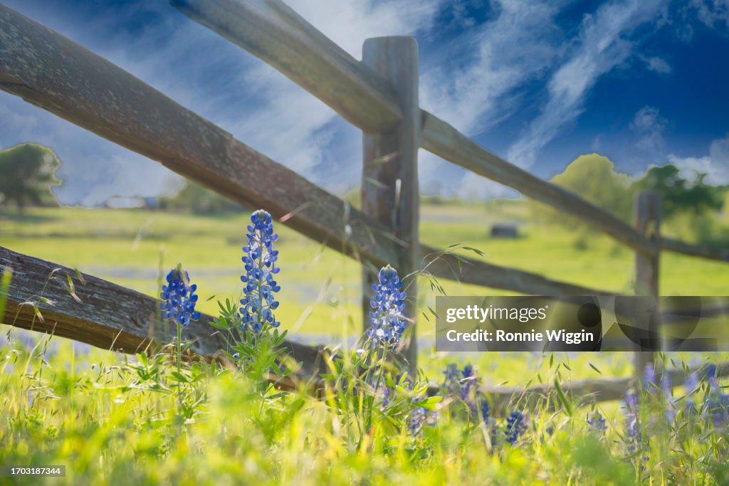 Bluebonnets at the wood fence