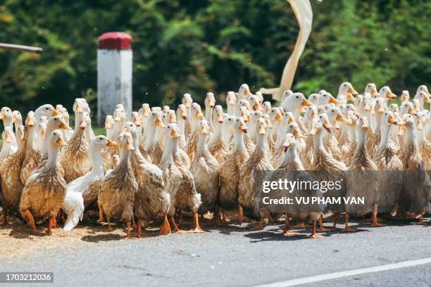 white ducks crossing the street - abundance stock pictures, royalty-free photos & images