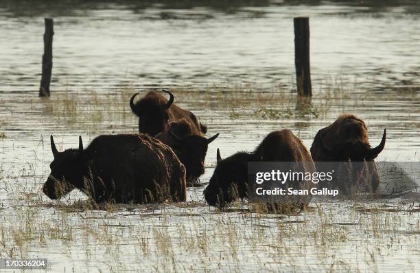 Bison who had fled a nearby farm stand in floodwaters from the Elbe river on June 11, 2013 in Wuster Damm, Germany. About a half dozen villages in...