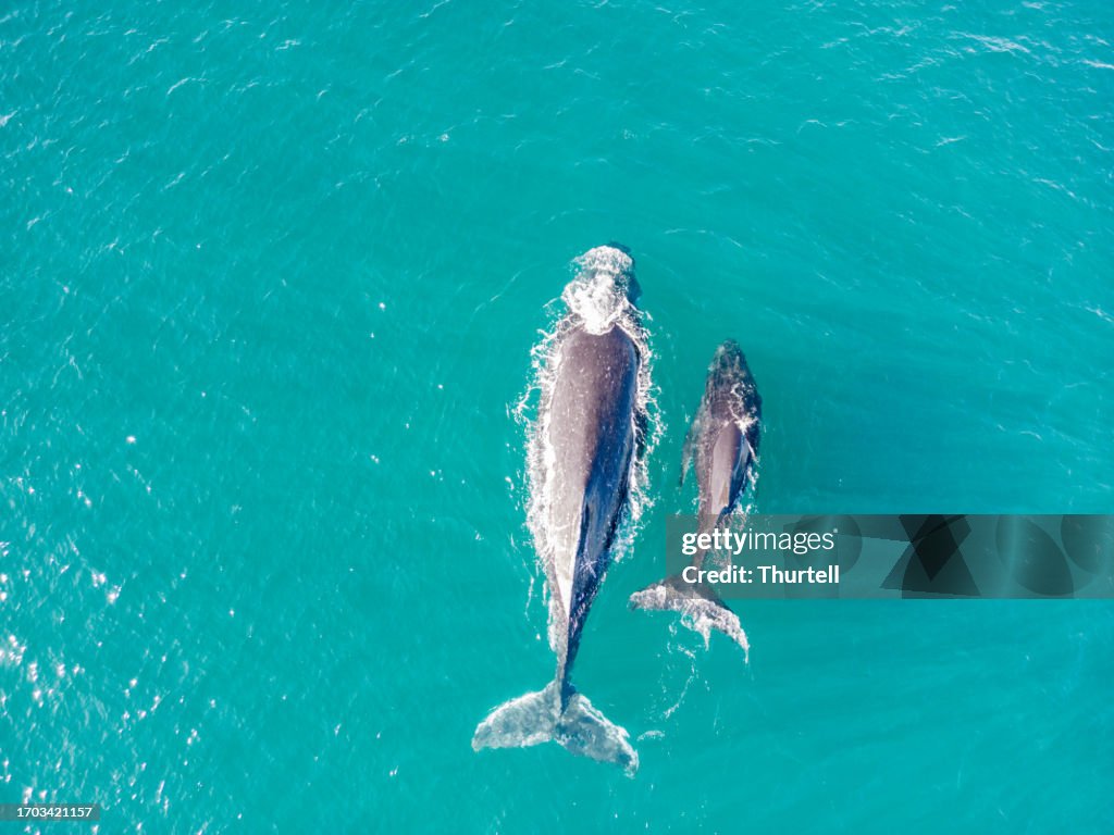 母、ザトウクジラのふくらはぎ