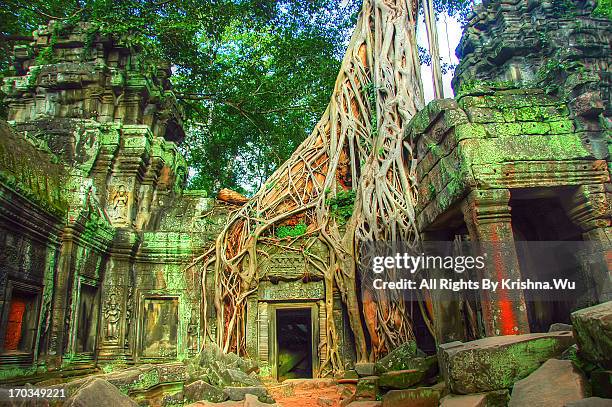 ta prohm temple at angkor, siem reap, cambodia - angkor wat foto e immagini stock