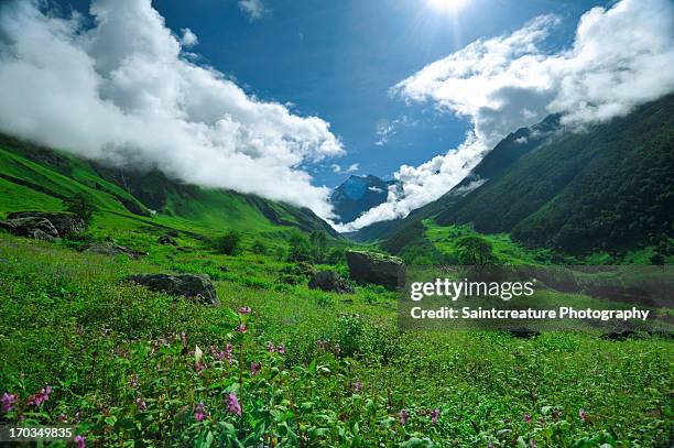 valley of flowers - valley of flowers stock pictures, royalty-free photos & images