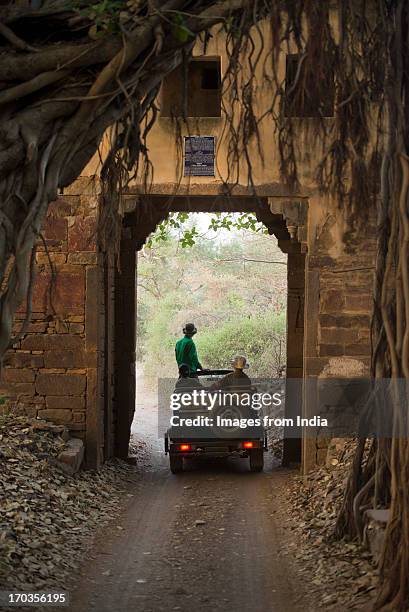 ranthambhore - ranthambore national park stock pictures, royalty-free photos & images