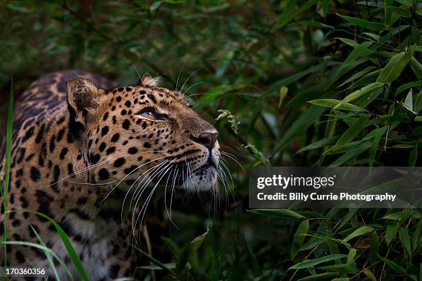 amur leopard - amur leopard stock pictures, royalty-free photos & images