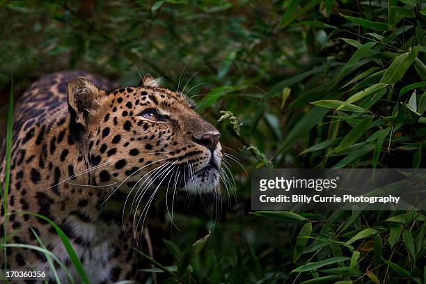 amur leopard - big cats bildbanksfoton och bilder