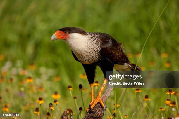 crested cara cara - mcallen texas stock pictures, royalty-free photos & images