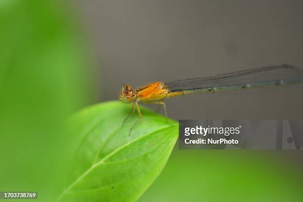 Damselfly sits on a leaf at a garden in Nagaon district in the northeastern state of Assam, India, on October 3 , 2023.