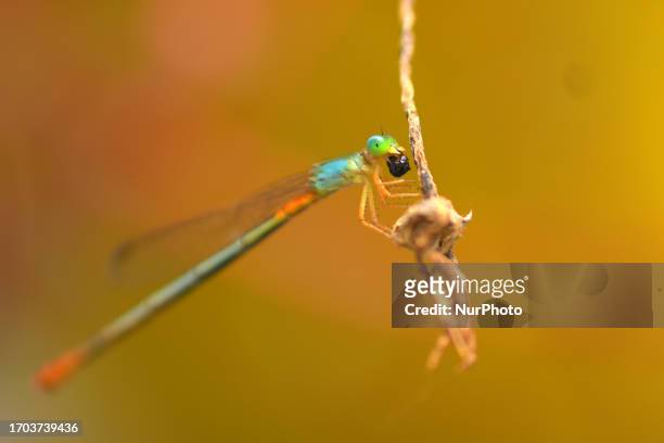 Damselfly seen at a garden in Nagaon district in the northeastern state of Assam, India, on October 3 , 2023.