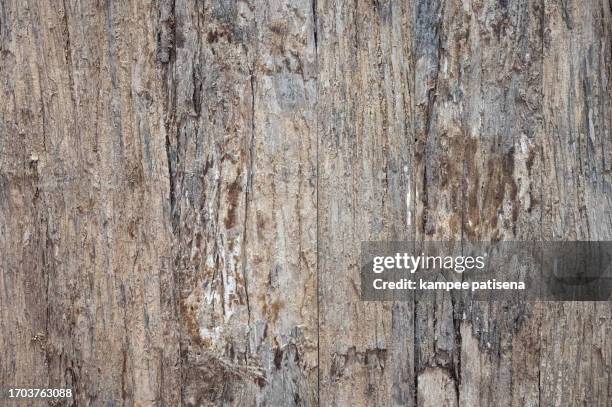 wood grain pattern background - deckenverkleidung holz stock-fotos und bilder