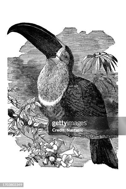 toucan - black mandibled toucan stock illustrations