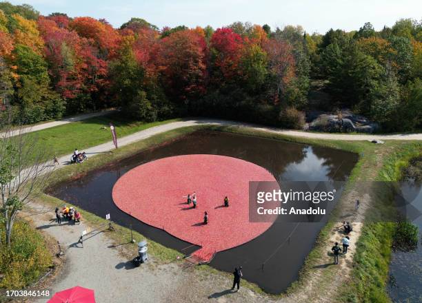 An aerial view of Muskoka Lakes Farm and Winery as people participate in cranberry plunge activities in Bala, Muskoka, Ontario on October 2, 2023.