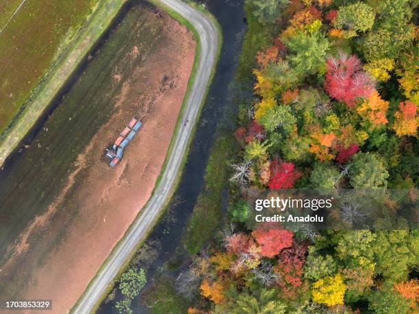 An aerial view of a farmer harvesting cranberries in Bala, Muskoka, Ontario on October 2, 2023.