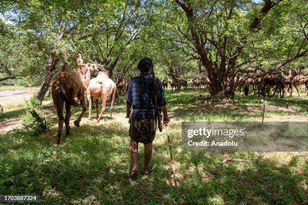 Camels are seen during their long journey to reach the coastline in Dhofar, Oman on September 28, 2023. Due to hot weather and mosquitoes at the...