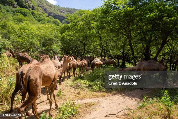 Camels are seen during their long journey to reach the coastline in Dhofar, Oman on September 28, 2023. Due to hot weather and mosquitoes at the...