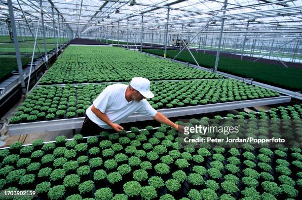 An employee tends to pots of the culinary herb Oregano growing in a large glasshouse at a Hazlewood VHB plant nursery near Canterbury in Kent,...