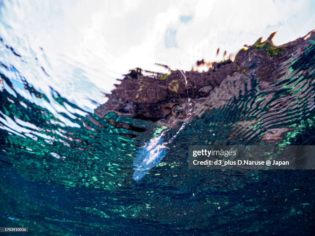The mysterious Yoraku jellyfish "Agalma okeni".
HIRIZO Beach, Nakagi, South IZU, Kamo-gun, Izu Peninsula, Shizuoka, Japan,
Photo Taken September 24, 2023.
In underwater photography.