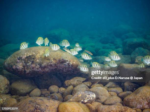 a school of the beautiful convict surgeonfish juvenile and others in the beautiful surf. 

hirizo beach, nakagi, south izu, kamo-gun, izu peninsula, shizuoka, japan,
photo taken september 23, 2023.
in underwater photography. - convict surgeonfish stock pictures, royalty-free photos & images