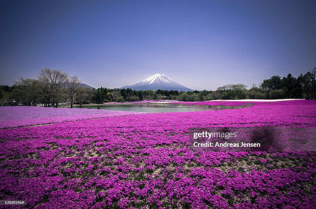 Mount Fuji Mos Phloxx