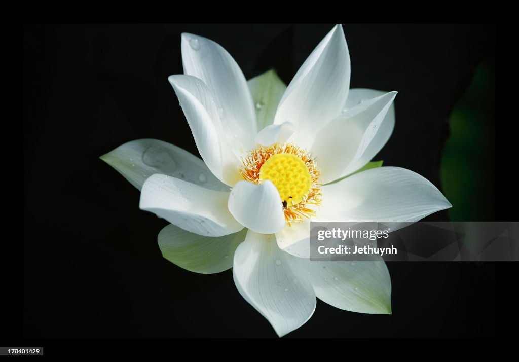 Sen Trang  -  White Lotus