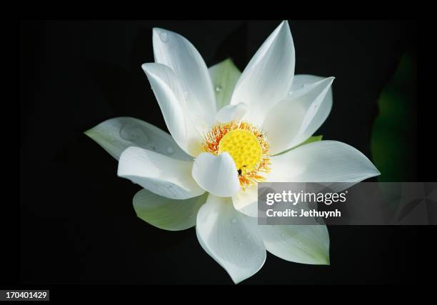 sen trang  -  white lotus - lotus flower studio stock pictures, royalty-free photos & images