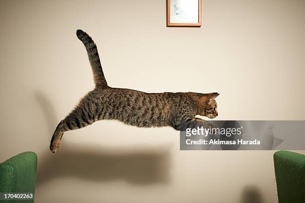 the cat jumping from chair to chair - 猫 影 ストックフォトと画像