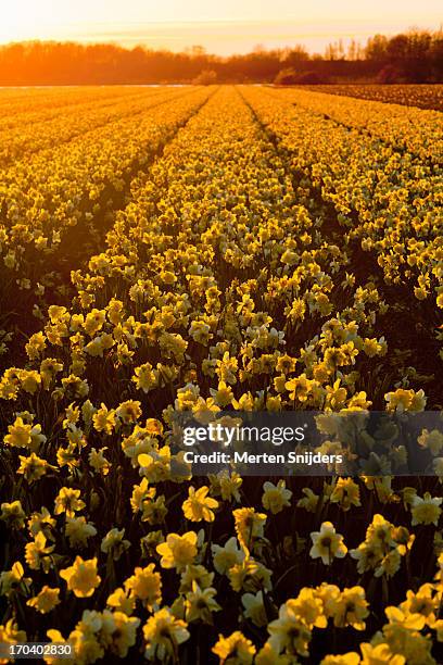 sunset over narcissus flower field - daffodil field stock-fotos und bilder