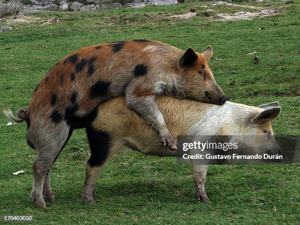 87 Mating Pigs Photos and Premium High Res Pictures - Getty Images 87 Mating Pigs Photos and Premium High Res Pictures - Getty Images