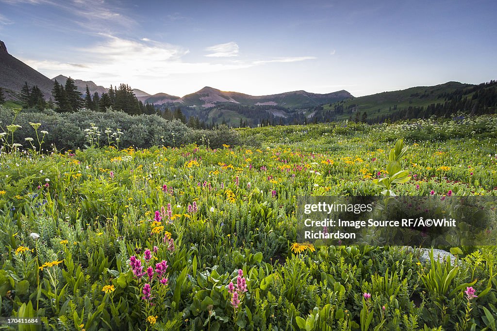 Wildflowers growing in rural field