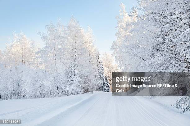 snow covered trees and rural road - somero photos et images de collection