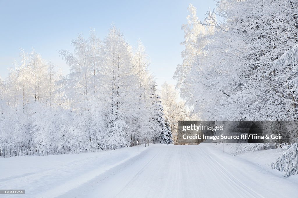 Snow covered trees and rural road