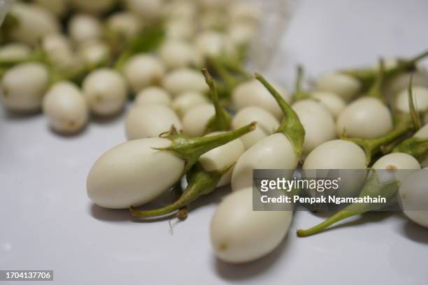 solanum eggplant in woman hand solanaceae s. melongena l. var. serpentinum (desf.) l. h. bailey green vegetable, food on white background - seitan foto e immagini stock