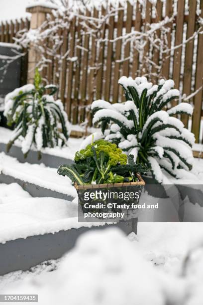 domestic garden in winter - snowfall stock pictures, royalty-free photos & images