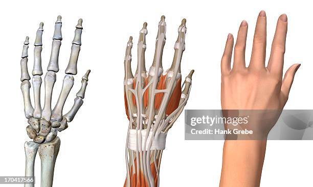 three views of the female hand anatomy: skeletal, muscular, and skin. close up, detailed anatomy, full color 3d illustration on white background - lunares stock illustrations