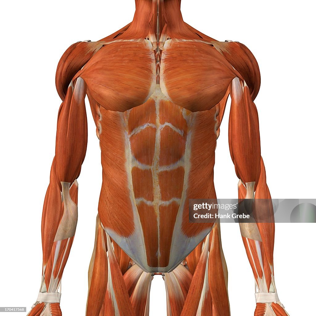 Male chest and abdominal muscles, detailed anatomy, full color 3D illustration on white background