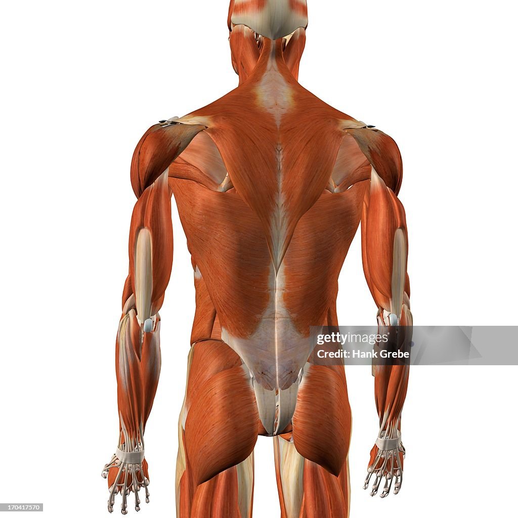 Male back and rear muscles, detailed anatomy, full color 3D illustration on white background