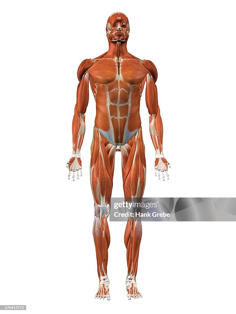 Male chest and abdominal muscles detailed anatomy