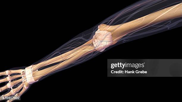 illustrations, cliparts, dessins animés et icônes de female elbow and forearm skeletal anatomy, inside, anterior view. full color 3d illustration on black background - wrist tendons